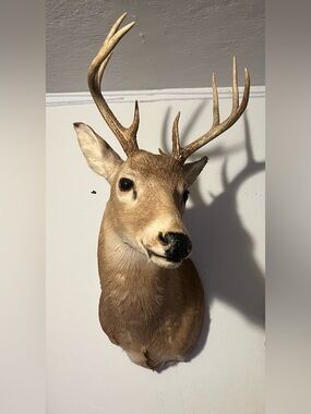 Mounted Whitetail Deer Shoulder Mount - 10 point